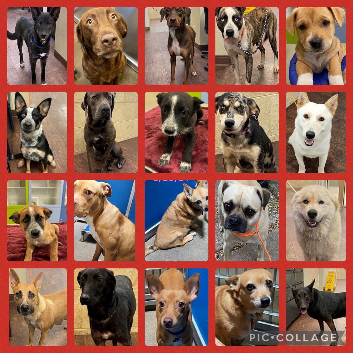 ‼️GREENVILLE ANIMAL SHELTER DOGS COMPLETELY FULL #Texas ‼️

Once full, dogs WILL be killed for space if kennels aren’t emptied

Consider Fostering a dog while rescues work to find these dogs GOOD homes
PLEASE go in or email animalcontrol@ci.greenville.tx.us
More⬇️ #dogsoftwitter