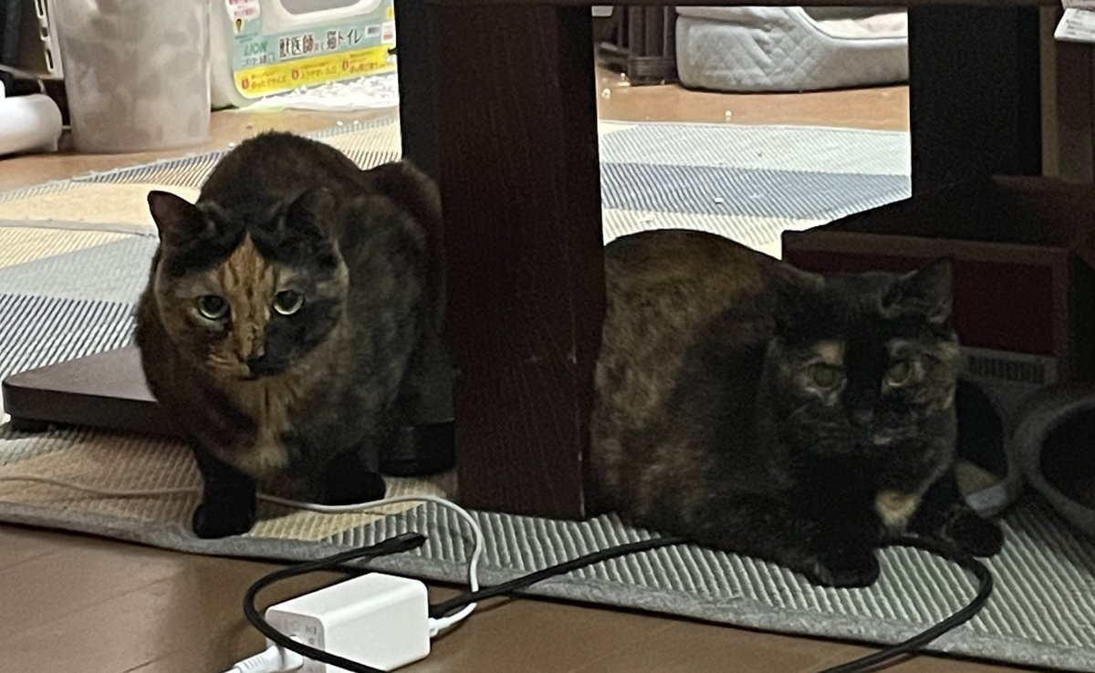 686日目。布団に埋もれるとらじろうとサビ猫コンビ
#ねこ #猫 #あずき #とらじろう #つぶあん #布団 #茶トラ #サビ猫 #猫のいる暮らし #cat #adoptedcat #rescuedcat #pair #redtabby #tortie #catlife