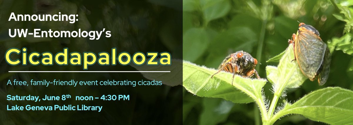 UW Entomology is hosting Cicadapalooza on Saturday, Jun. 8 in Lake Geneva! This free, fun and family-friendly pop-up event will feature tours and talks by @uwmadison entomologists, cicada merchandise, food, and more! Learn more: go.wisc.edu/67k9mc @WisconsinBugGuy