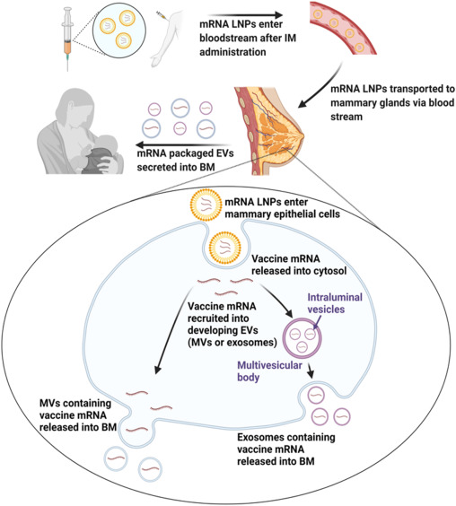 Ottawa Police detective Helen Grus was suspended for investigating whether parents of infants who had suddenly died were injected with COVID-19 mRNA products.

Helen's concerns were scientifically based. A study by Hanna et al. demonstrated that COVID-19 vaccinated mothers have