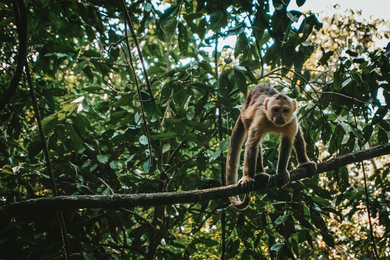 🐒 What can businesses do to protect #biodiversity? Outlined are key steps businesses can take to contribute to a #NaturePositive future - including sector specific guidance we developed alongside the @wef and the @wbcsd. Find out more: ow.ly/SWo750RSqsp