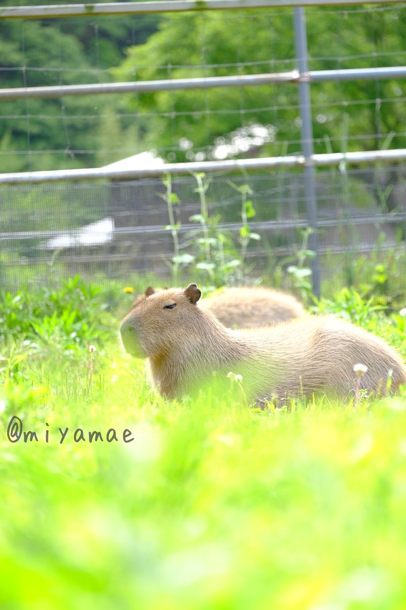 exp_sp's tweet photo. 動物の事を第1に考えてくれる
素晴らしい施設
目標達成してほしいなと思っています✨
https://t.co/sqcf2Z09RM
#カピバラ #かぴばら
#capybara #kapybara
#袖ヶ浦ふれあいどうぶつ縁 https://t.co/8UwFbBUgzT