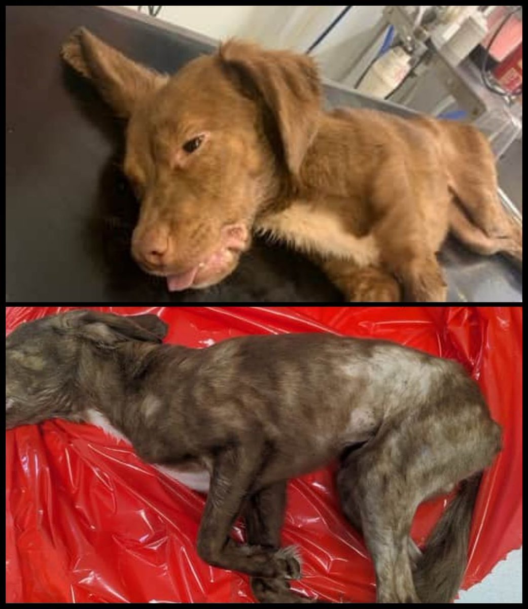 Please retweet, RSPCA Appeal ‼️ | #SouthShore, #Blackpool #Lancashire #UK.. emaciated dog found abandoned in park suffers seizure and dies. Please share, let's find who has done this⭐️⭐️⭐️ The male spaniel type dog was seen in a distressed state near the bowling green at Watson