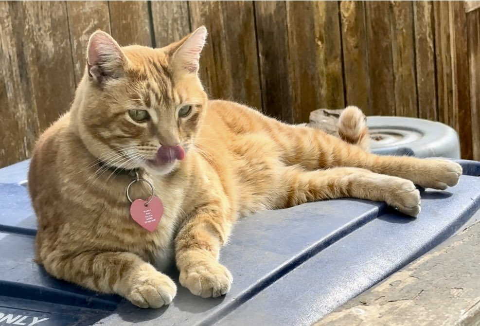Bugsy, the master multitasking kitty, is conducting a #hedgewatch from his strategic corner back-yard spot while also celebrating #TongueOutTuesday.🐈😸 Wishing all a happy end of May!❤️🐾😺