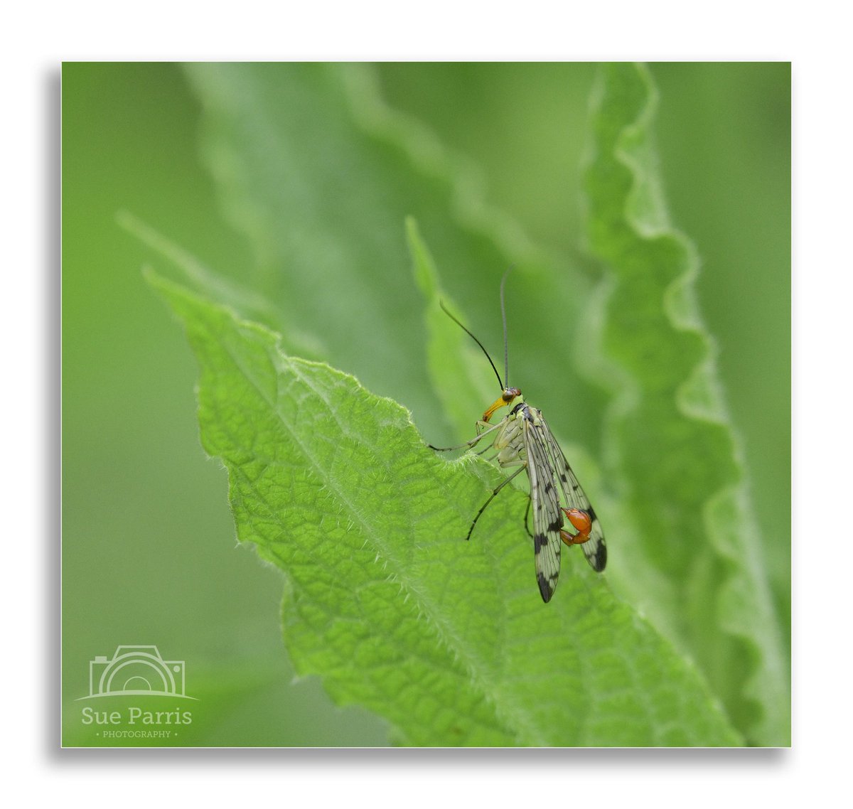 Male #ScorpionFly photographed 27/05/2024 @highbatts #HighBattsNatureReserve in #NorthYorkshire using #NikonD500 #300mmpf @WildlifeMag #BBCWildlifePOTD  @Buzz_dont_tweet @YorksWildlife 
@BBCSpringwatch