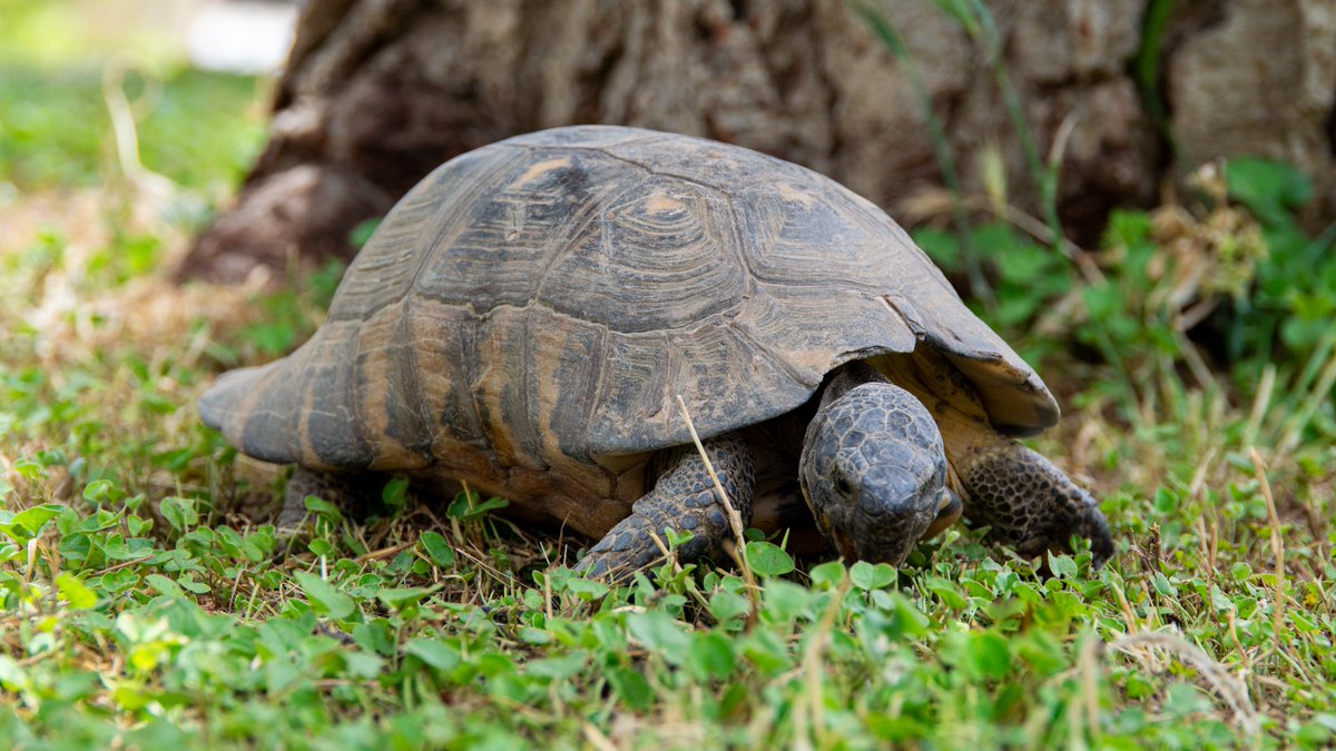 I came across this fella in Greece, in the center of Athens (wouldn't think there are wild turtles there lol)
#photography #GodMorningTuesday #animallove #Animal #Greece #photooftheday