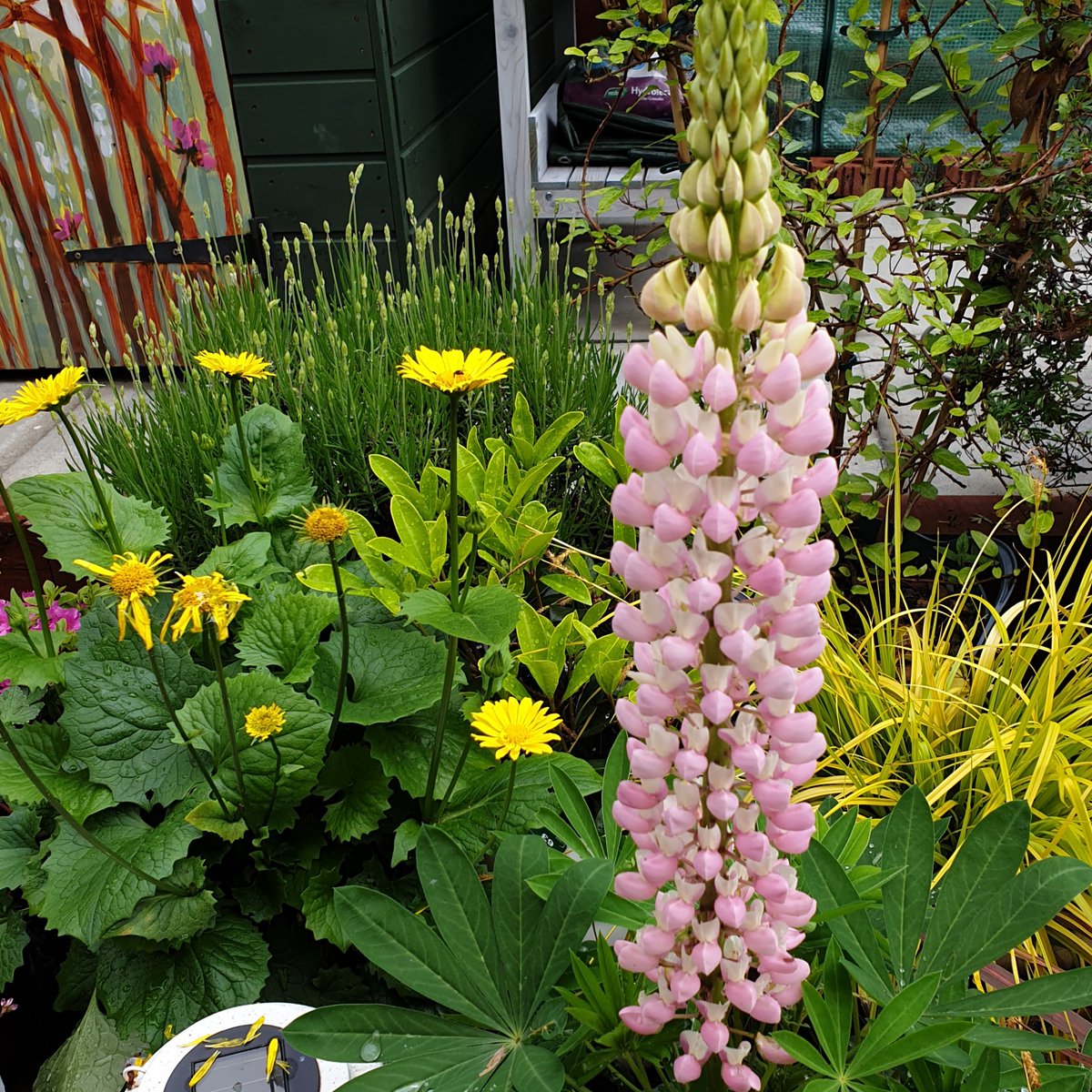 This is my first lupin of the year. It's really getting ridiculous, it will be taller than me soon! #gardening #gardens #flowers #lupin