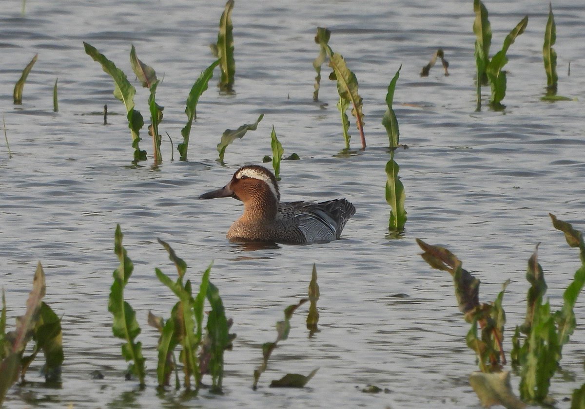 Great write up by @YorkBirding on our improvements at Bank Island in memory of Tom Lawson - yorkbirding.org.uk/toms-ponds-at-…. Brilliant to see the efforts now paying off for both the birds and the visitors to the #LDV @NEYorksNLincs