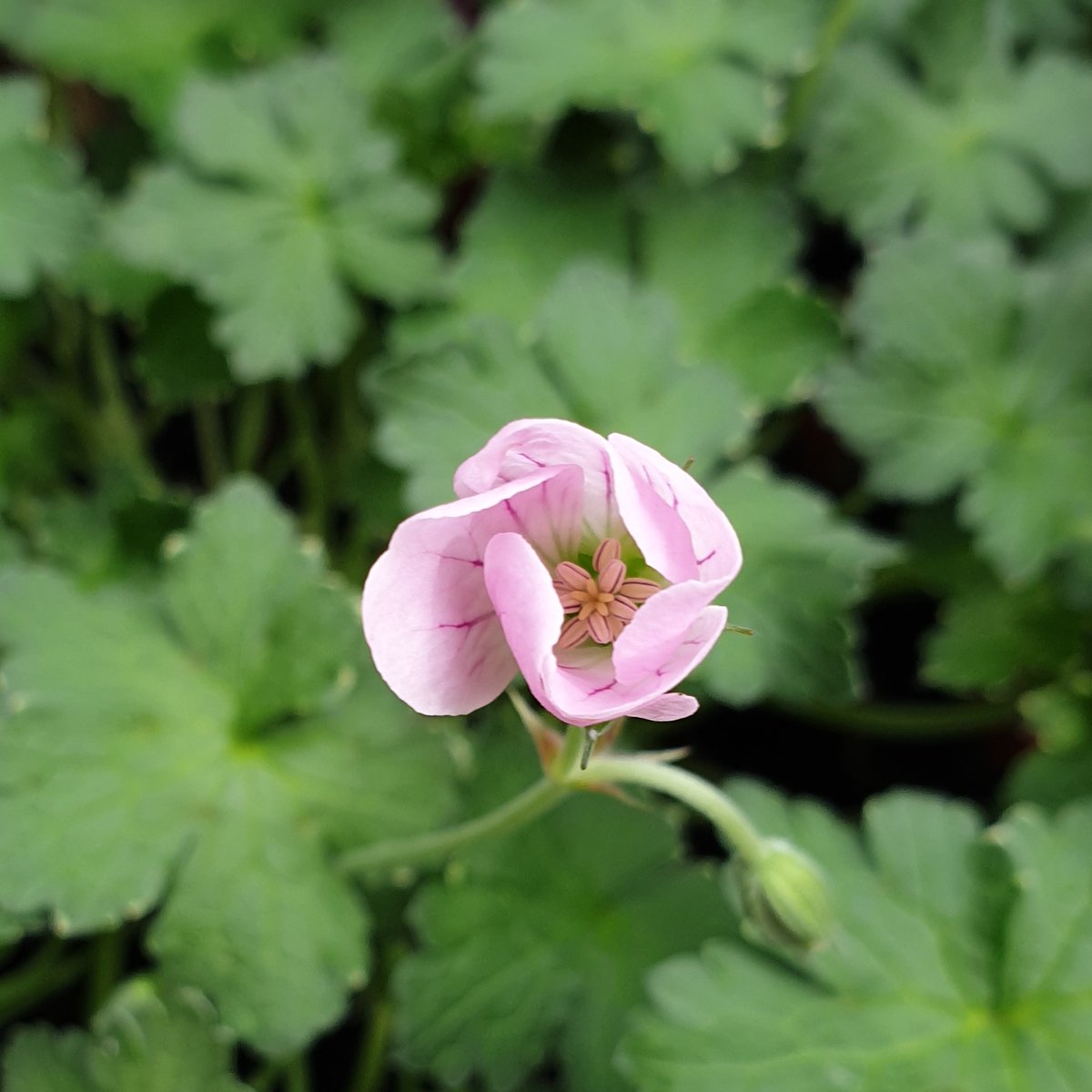 My Geranium Dreamland is beginning to flower. Just a few buds at the moment, but if other years are anything to go by, this will be a spectacular carpet of little pink flowers before long. #Geranium #GeraniumDreamland #flowers #gardening #gardens