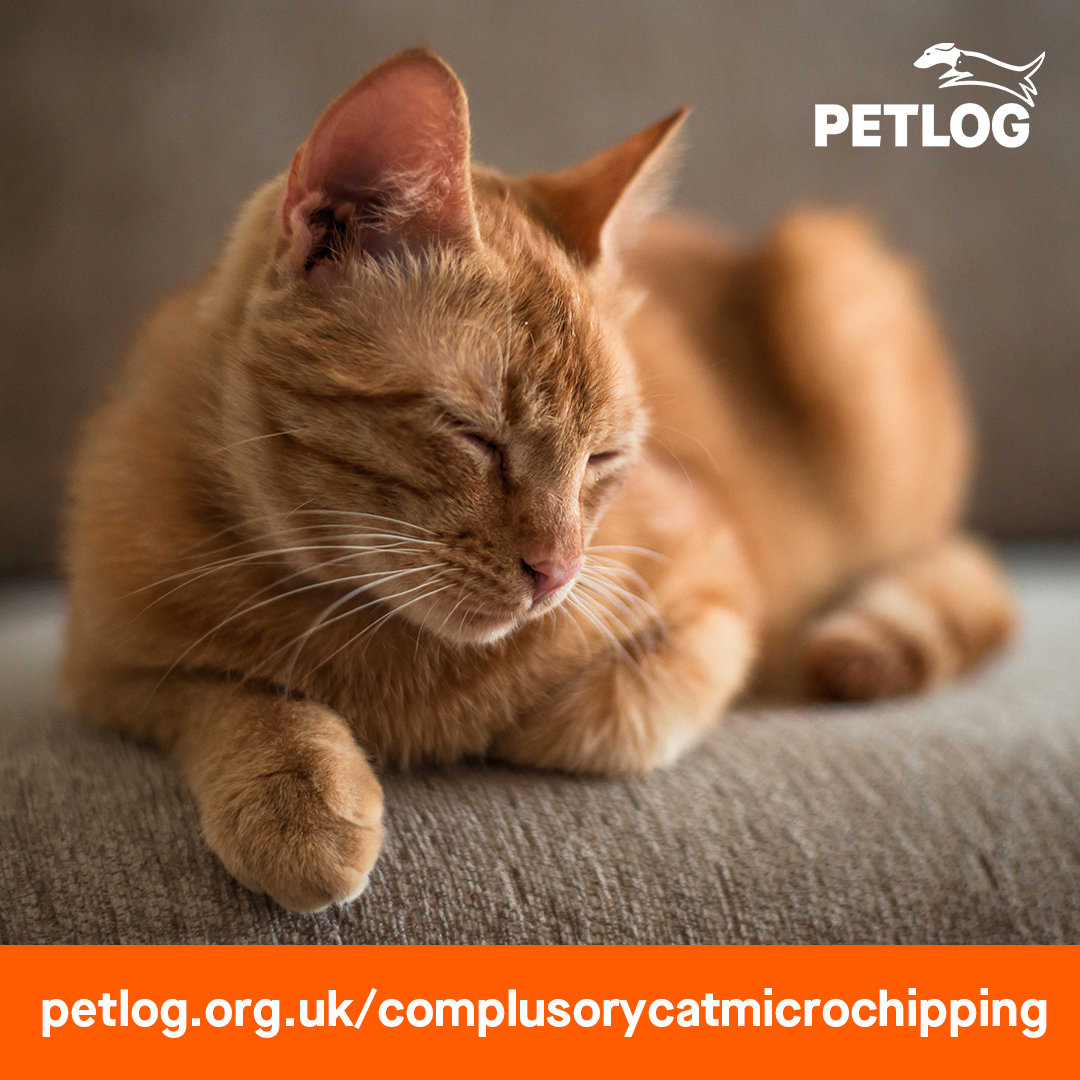 Did you know that in just under 2 weeks it will be compulsory for cats to be microchipped? From 10 June 2024 all owned cats in England must be implanted with a microchip before the age of 20 weeks. 
Follow the link to read our FAQs: petlog.org.uk/compulsorycatm…