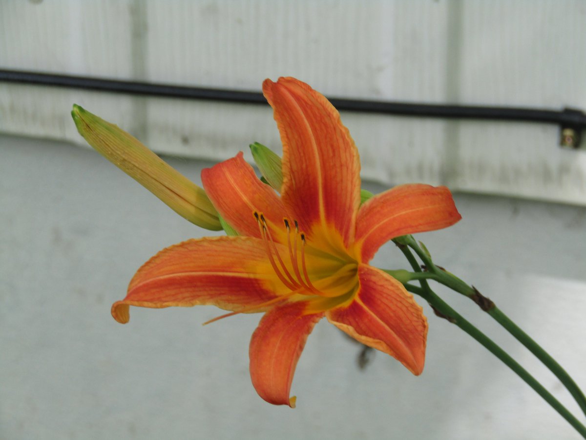 Each blossom on a daylily plant lasts one day - open in the morning, close at night, done until next year. My first of the year bloomed yesterday.