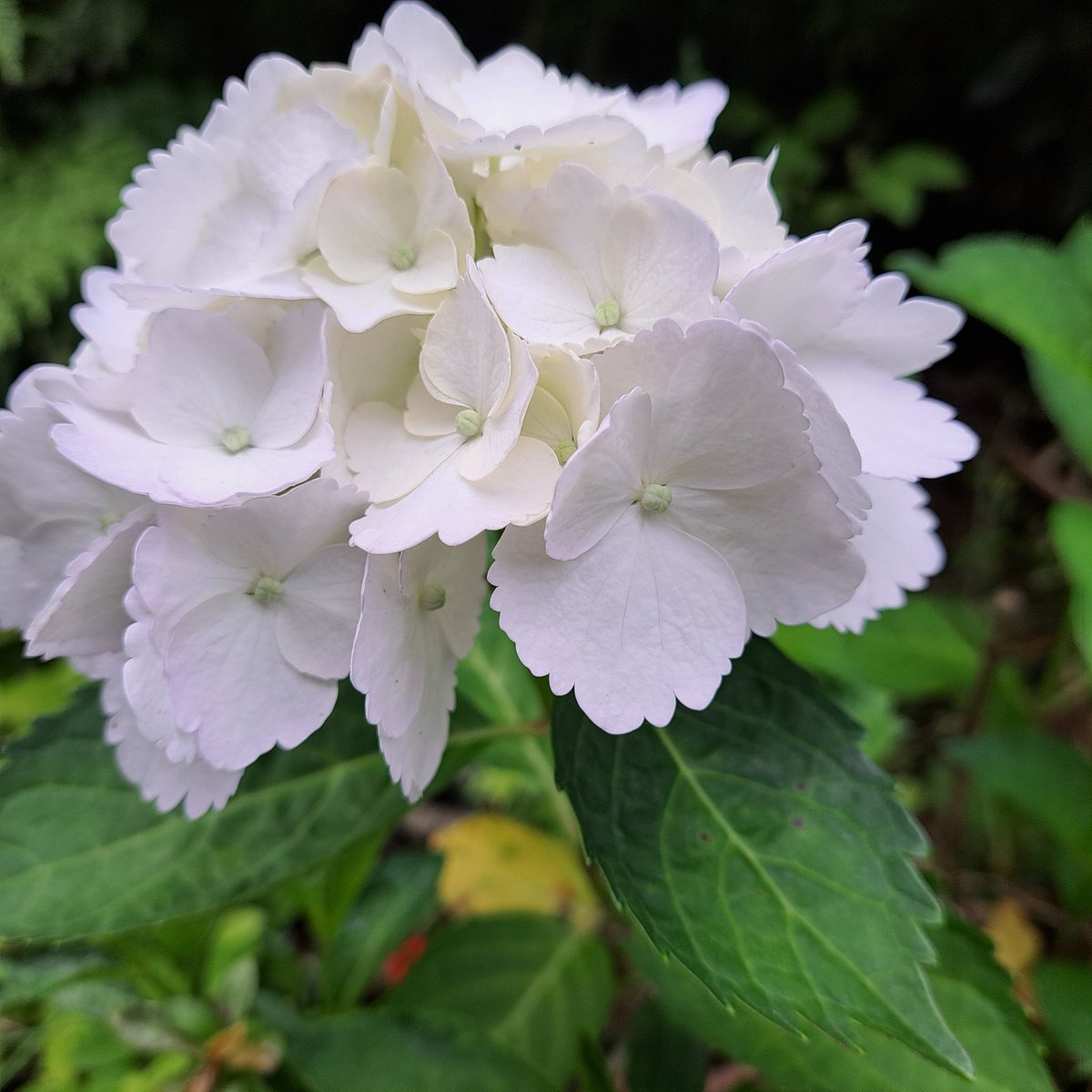 風の便り(本垢) tweet media