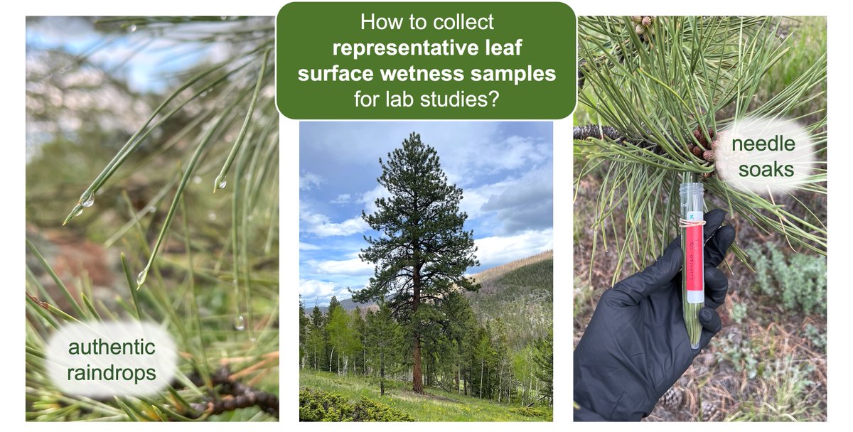 Rachele Ossola (@racheleossola) on Twitter photo Our protocol to collect water-soluble material from leaf surfaces is out in #ESPI <a href="/EnvSciRSC/">Environmental Science Journals of the RSC</a>! A team effort with wonderful colleagues in <a href="/ChemDelphine/">Delphine Farmer</a>'s group – <a href="/mzCHEMj/">Mj Riches | chemj.bsky.social</a>, Rose Rossell, and Cameron Osburn. Some non-technical science highlights below (1/n) pubs.rsc.org/en/content/art… Our protocol to collect water-soluble material from leaf surfaces is out in #ESPI <a href="/EnvSciRSC/">Environmental Science Journals of the RSC</a>! A team effort with wonderful colleagues in <a href="/ChemDelphine/">Delphine Farmer</a>'s group – <a href="/mzCHEMj/">Mj Riches | chemj.bsky.social</a>, Rose Rossell, and Cameron Osburn. Some non-technical science highlights below (1/n) pubs.rsc.org/en/content/art…