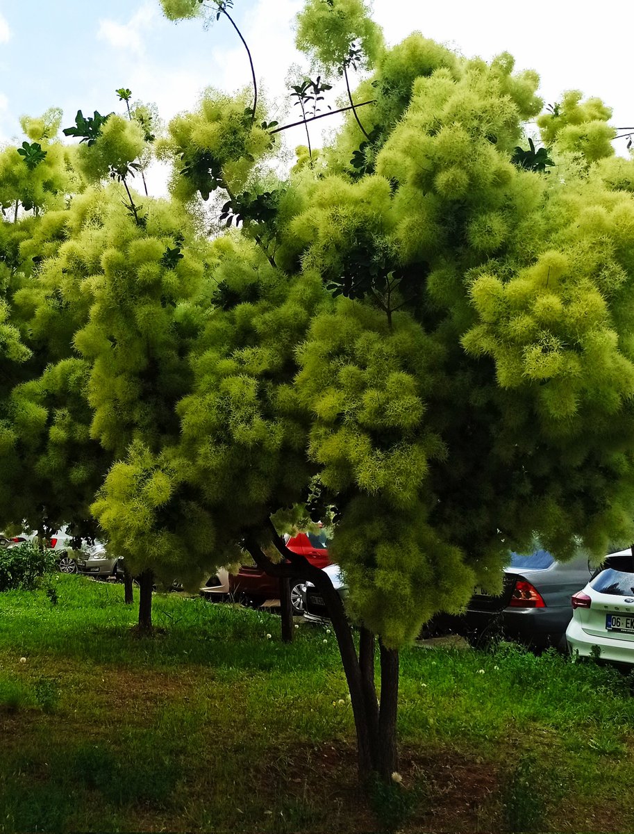 Ne güzel bi ağaçsın sen öyle...