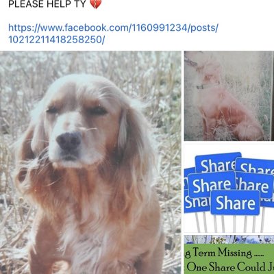 #NewProfilePic #SpanielHour MOLLY WAS 12yrs old when she vanished 4/10/17 her owner didn’t know how much help/advice back then and she was NEVER found She’s still very much missed and looking for answers. Did some lovely person find her? #Shifnal #Shropshire ?