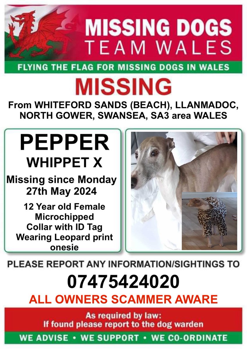 ‼️PEPPER IS MISSING FROM #WHITEFORDSANDS (BEACH), #LLANMADOC, #NORTHGOWER, #SWANSEA, #SA3 area #WALES Since Monday 27th May 2024 ‼️SHE IS STILL IN THE AREA. IF SEEN PLEASE DO NOT CHASE, CALL OR ATTEMPT TO CATCH OR SHE WILL KEEP RUNNING. RING NUMBER ON POSTER‼️