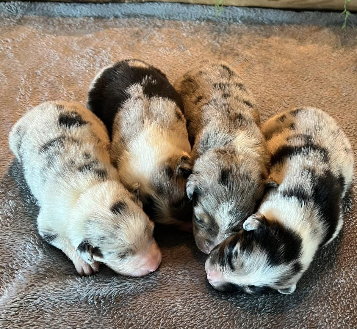 breedpost's tweet image. We are excited to highlight one of our amazing clients, Cross My Heart Aussies . They recently welcomed a litter of AKC Australian Shepherds, featuring both tri colors and blue merles! 🌟crossmyheartaussies.com
#aussiepuppies #australianshepherds #australianshepherdpuppies #pups