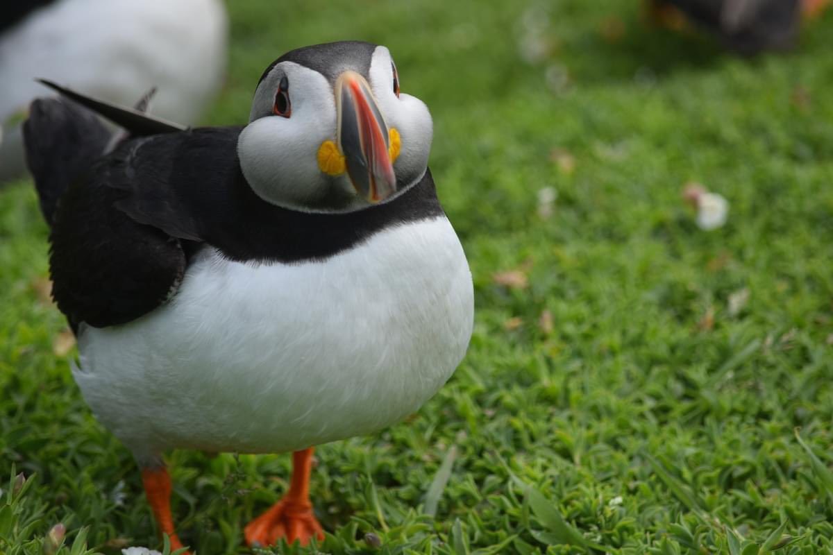 lowrif's tweet photo. @skomer_island thank you for yet another perfect day yesterday, diolch https://t.co/NSdCw7nX9N