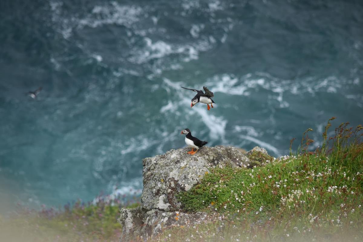 lowrif's tweet photo. @skomer_island thank you for yet another perfect day yesterday, diolch https://t.co/NSdCw7nX9N
