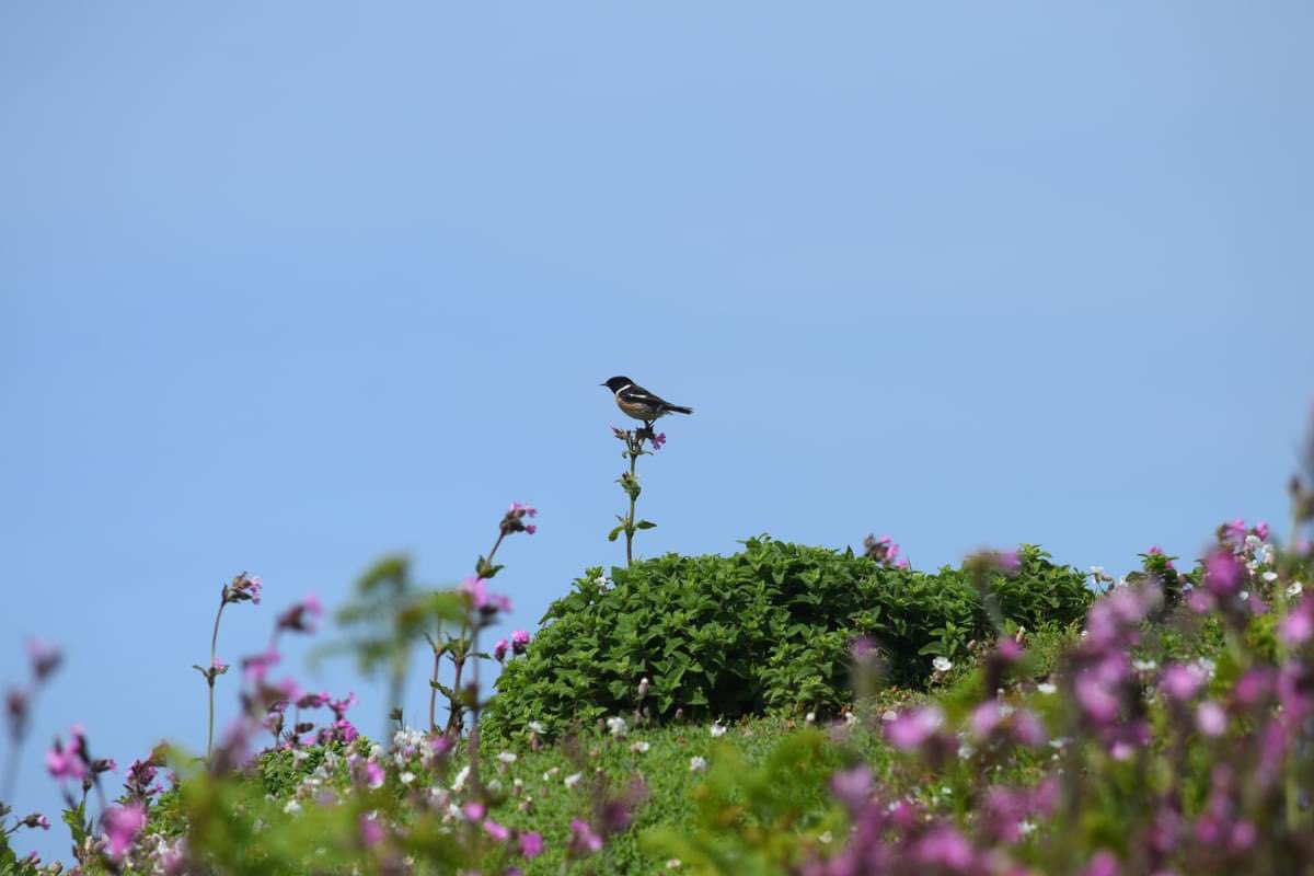 lowrif's tweet photo. Some other birds other than puffins! https://t.co/1YfHHGB6Ub