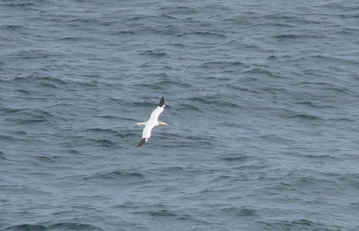lowrif's tweet photo. Some other birds other than puffins! https://t.co/1YfHHGB6Ub