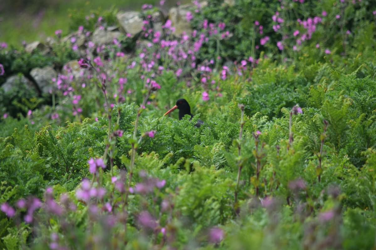 lowrif's tweet photo. Some other birds other than puffins! https://t.co/1YfHHGB6Ub