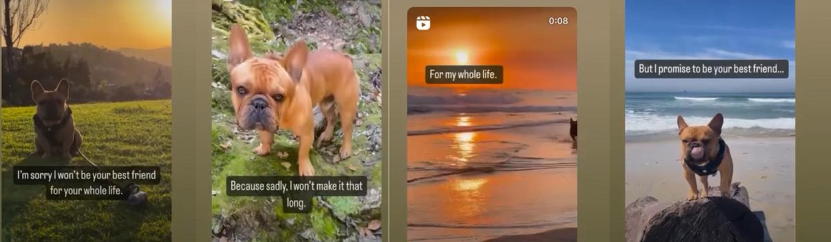 Sunil_SharmaINC's tweet image. Reality but sad
💔💔💔
#PawKids
#Cooper
#frenchbulldogs