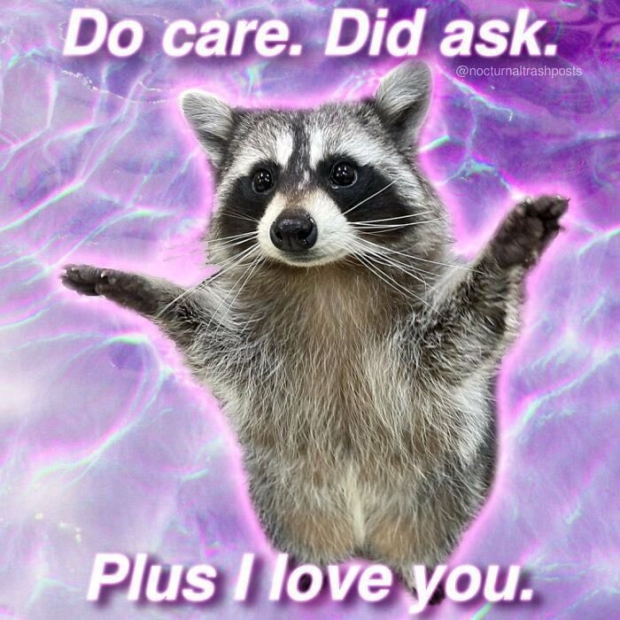 raccoonesthetic's tweet photo. https://t.co/Hd8eek6xA0