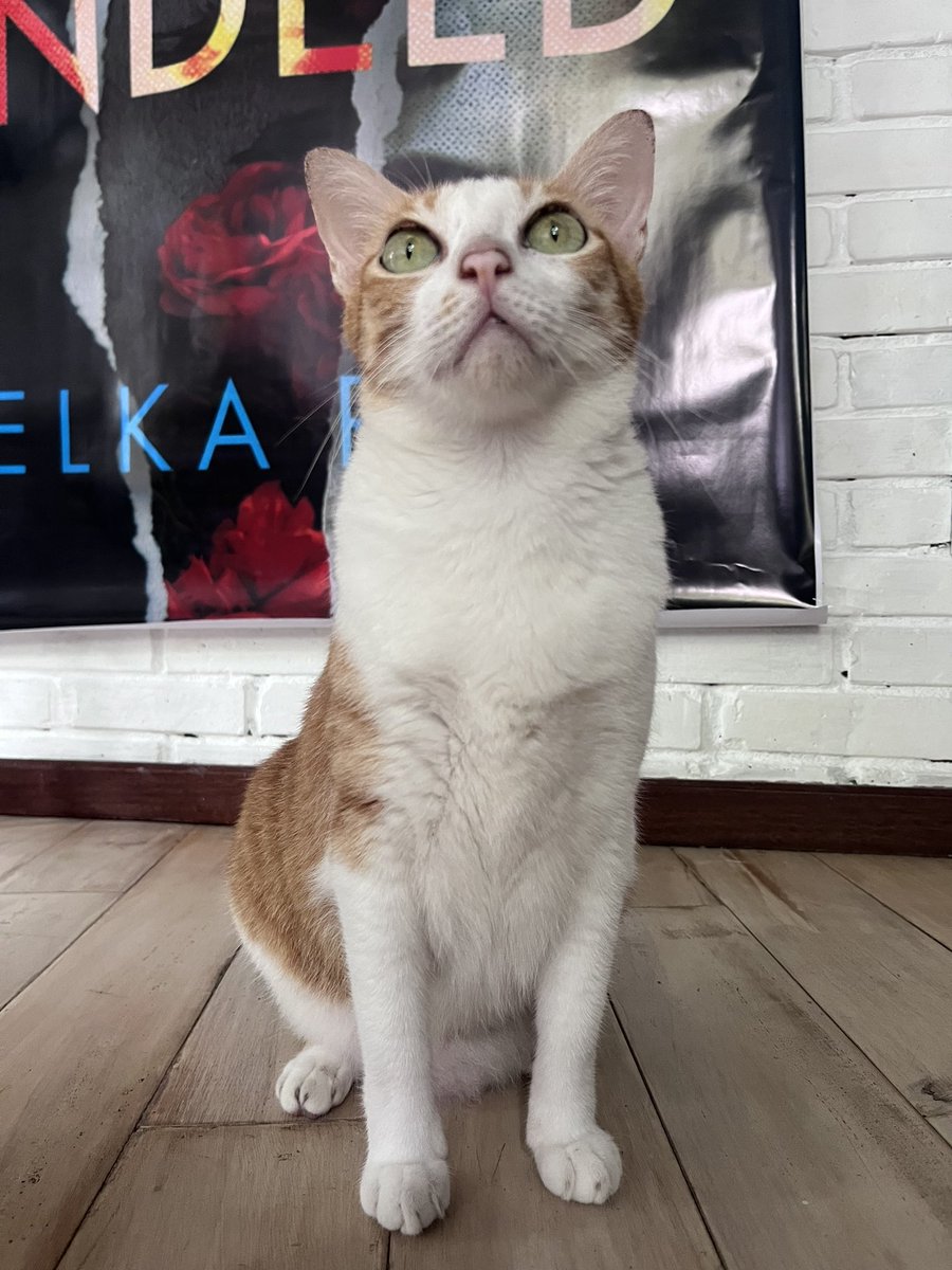 Was recording a podcast to promote my #thriller that came out last week. #cat snuck in &amp; spent the whole interview knocking stuff off my desk &amp; howling while I tried to catch &amp; evict her. Now fear I sounded insane (&amp; very out of breath)