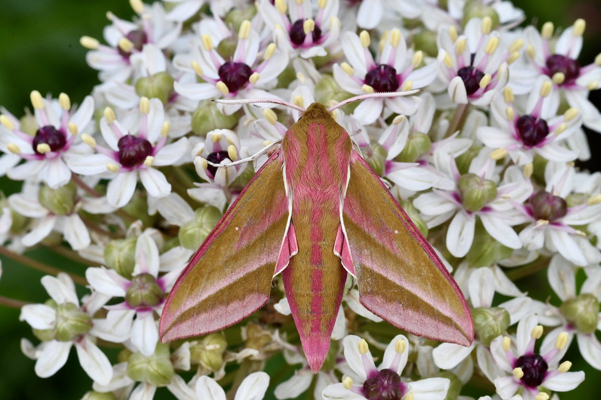 This beauty from Sunday night , simply stunning, Elephant Hawk-moth first of the year #moths @norfolkmoths @NorfolkNats @BC_Norfolk @savebutterflies