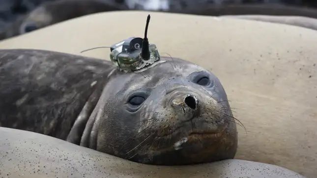 Do people who are not oceanographers know that elephant seals have been helping us collect temperature and salinity data in inhospitable areas of the ocean for the last 20 years?