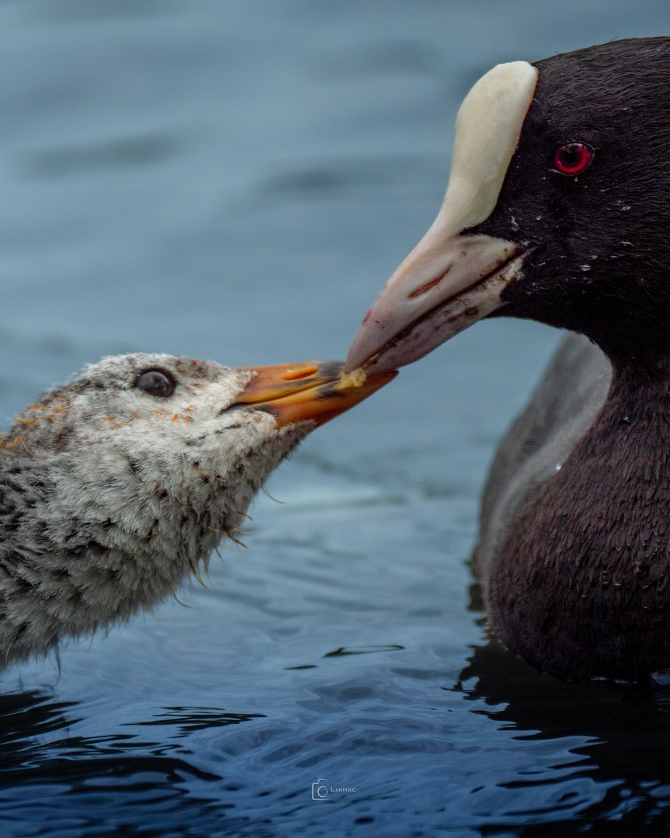 Just a wee kiss... #Nature #Photography #Coot