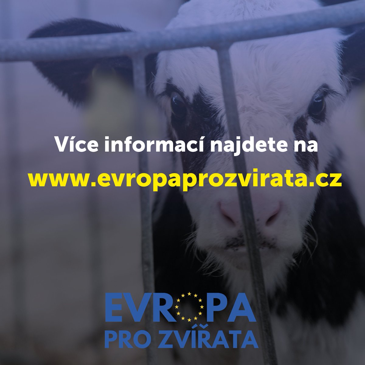 NESEHNUTI's tweet photo. Už za 10 dní jsou volby do #evropskyparlament. 

Kdo z kandidujících se dokáže postavit za práva zvířat? Podívejte se na výsledky předvolebního průzkumu na https://t.co/Q4TrdHEjgE a rozhodněte se, koho (ne)budete volit.

Za spolupráci děkujeme @CIWF_CZ , @ObranciZvirat a @svobodazvirat.

#evropaprozvirata