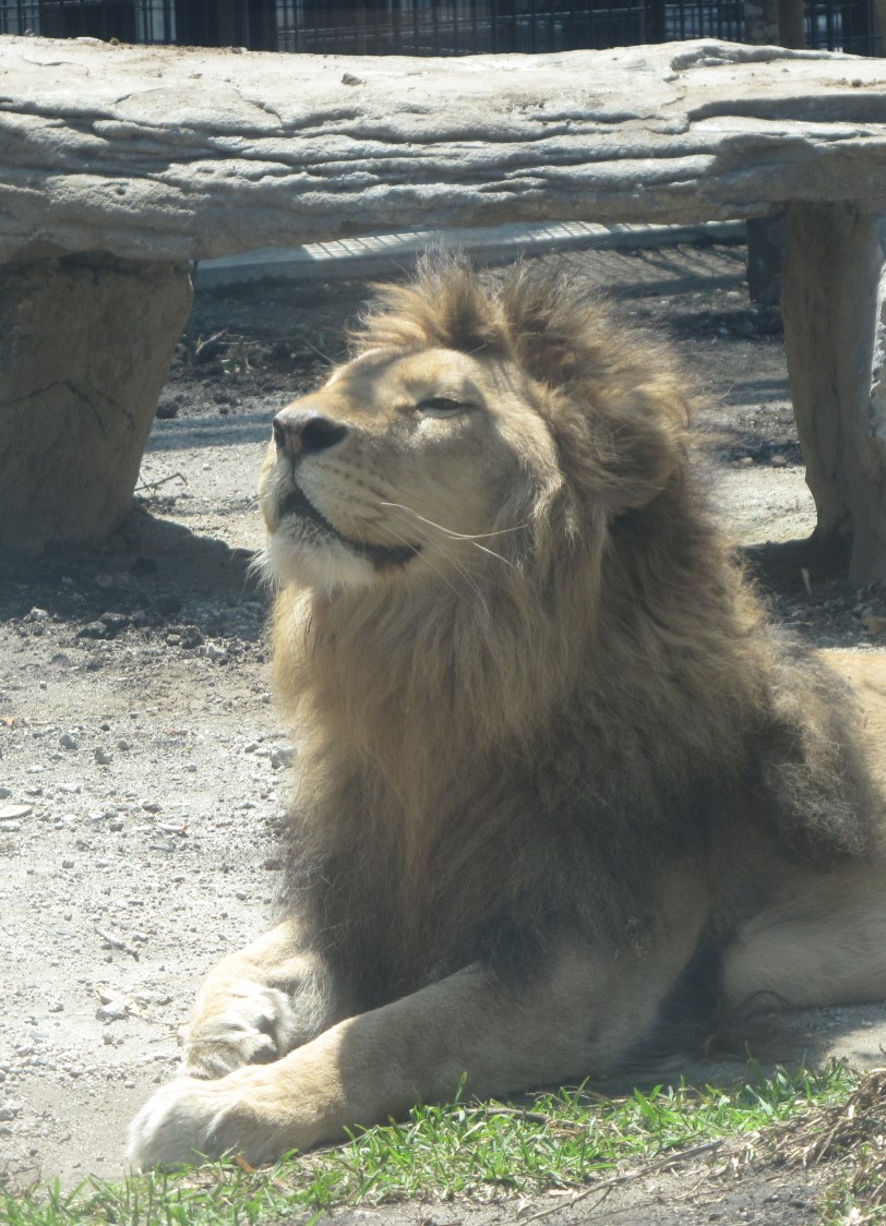 しばライオンページ 木版画のことなら『木版画 版元 芸艸堂 Woodblock print』