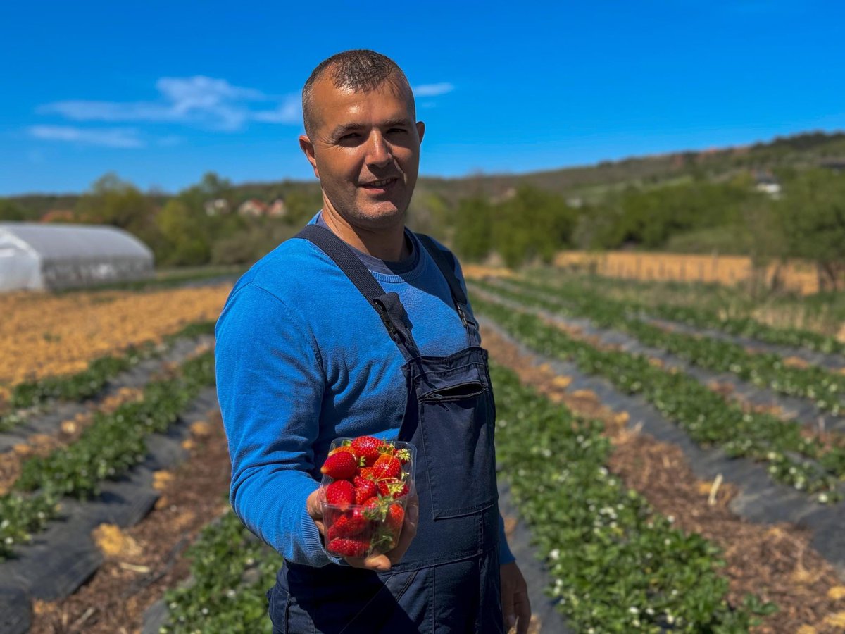 Discover how #Kosovo farmers are transforming their communities through sustainable agriculture and climate security with support from the <a href="/UNDP/">UN Development</a> &amp; <a href="/Sida/">Sida</a>.

Read their inspiring story of resilience &amp; collaboration here: t.ly/KQcts 🌱#ClimateAction 🤝 #PeaceBuilding