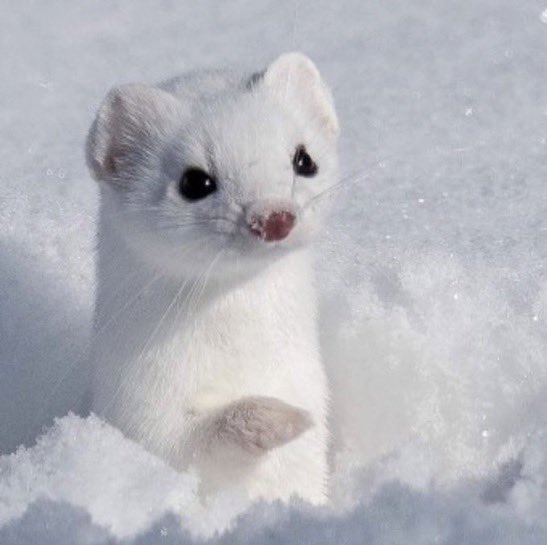 雪の中から
ひょっこり現れたオコジョが
かわいすぎる