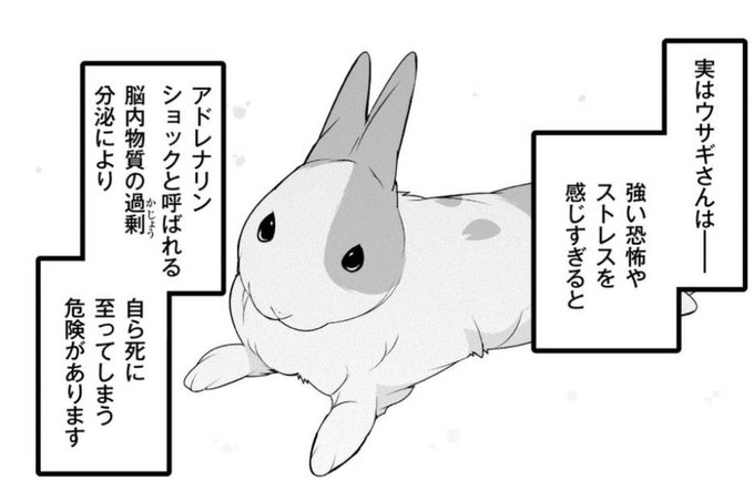 ウサギとふれあう時に追いかけまわしたり 驚かせたりしないで