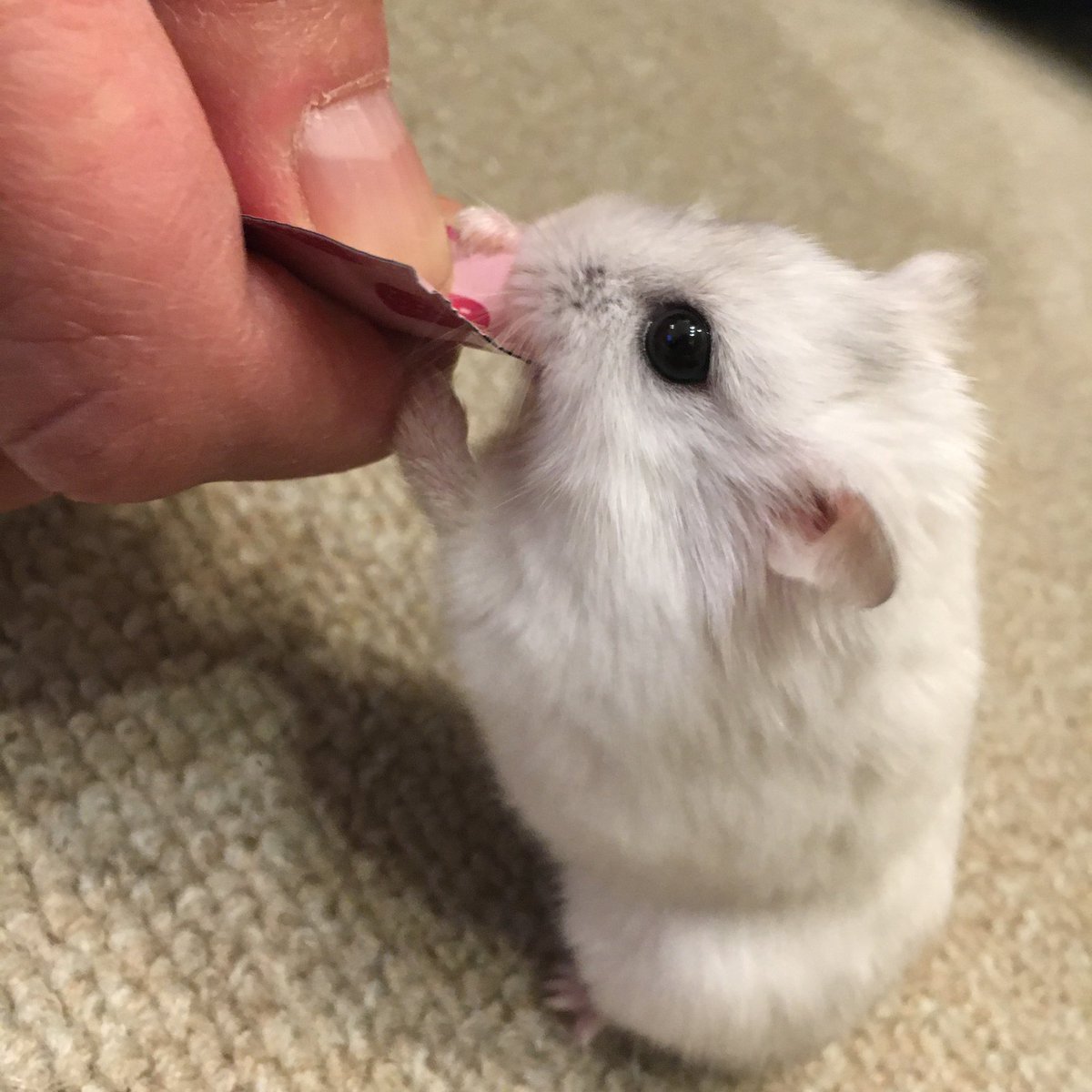 cherry0131s2's tweet photo. ハムチュールも可愛いよ🍓 https://t.co/7UxAwtiICR