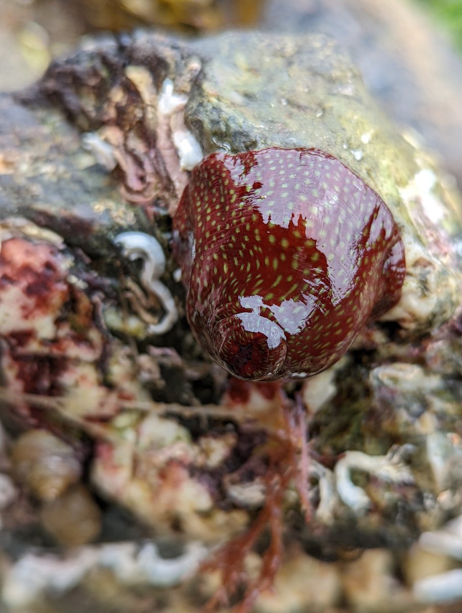 Have you visited the coast recently? What wildlife did you see? 🦀 🌊 If you have the chance, look along the seashore and in rockpools to see what you might find. 👀 Join us to learn more about marine invertebrates 🐚 ow.ly/8Gcn50RWruj