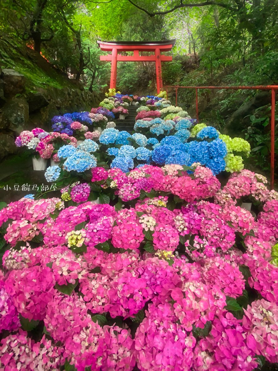 朱の鳥居へと続く紫陽花の階段