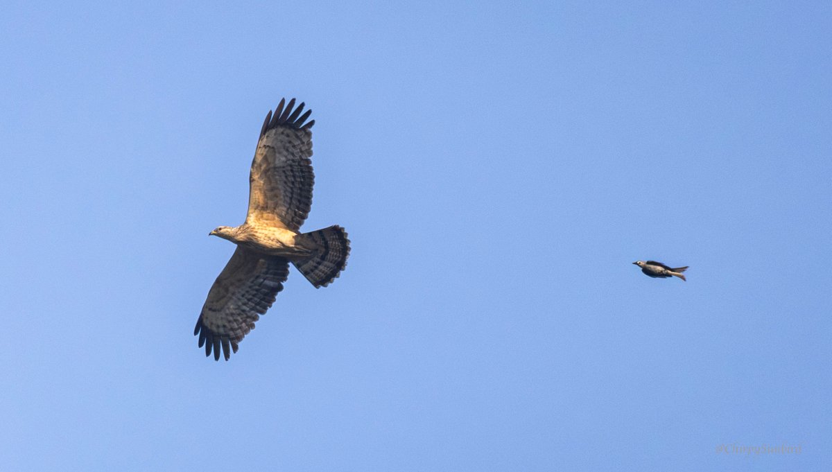 A fearless and territorial Ashy Drongo chased away an Oriental Honey-buzzard. The photo was taken at Kaeng Krachan National Park, Thailand. #BirdsSeenIn2024 #birds #birdwatching #birding #naturephotography #TwitterNatureCommunity #birdphotography