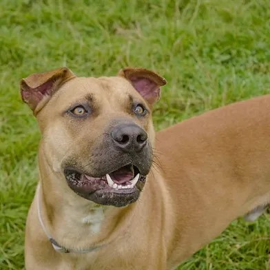 #rehomehour 
Scooby 1-2 yr old large crossbreed, he's super people 
friendly and can live with children 10+ due to his size, 
he needs a very active home, loves balls and cuddles, 
more info/adopt him from @WWPdogs UK