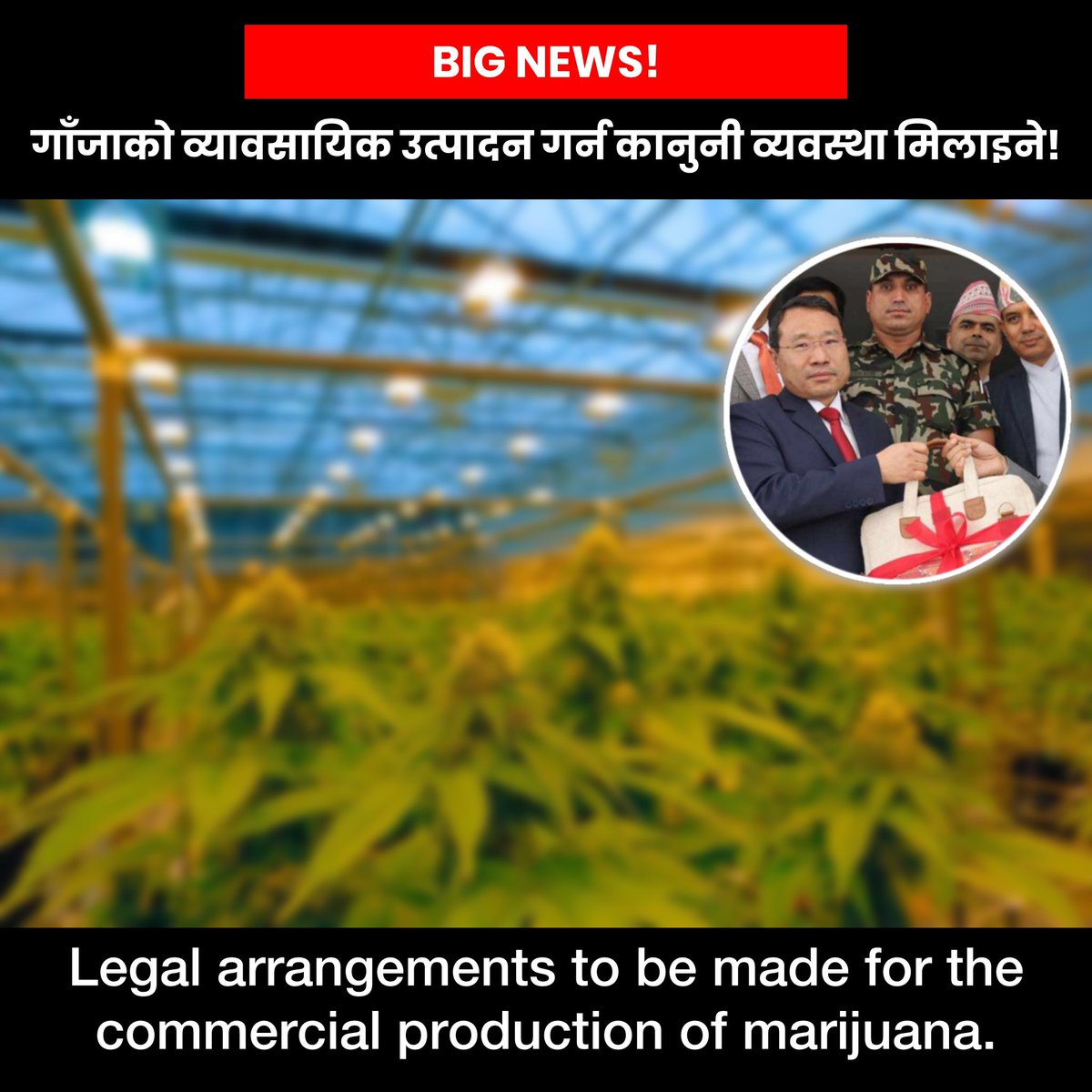 BIG NEWS: The Nepal government has announced to make legal arrangements for the commercial production of marijuana. Finance Minister Barshaman Pun declared during the budget presentation for the next fiscal year 2081/082. What do you think about this? #nonextquestion