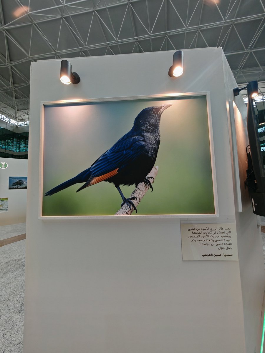 الحمد لله حصلت أحد صوري المشاركة في مسابقة أجمل صورة أو فديو لبيئتنا المحلية التي اطلقتها مبادرة التوعية البيئة على المركز الرابع وقد تم تكريمي من معالي  نائب وزير وزارة البيئة و المياة و الزراعة منصور هلال المشيطي يوم امس في مقر الوزارة بمدينة الرياض