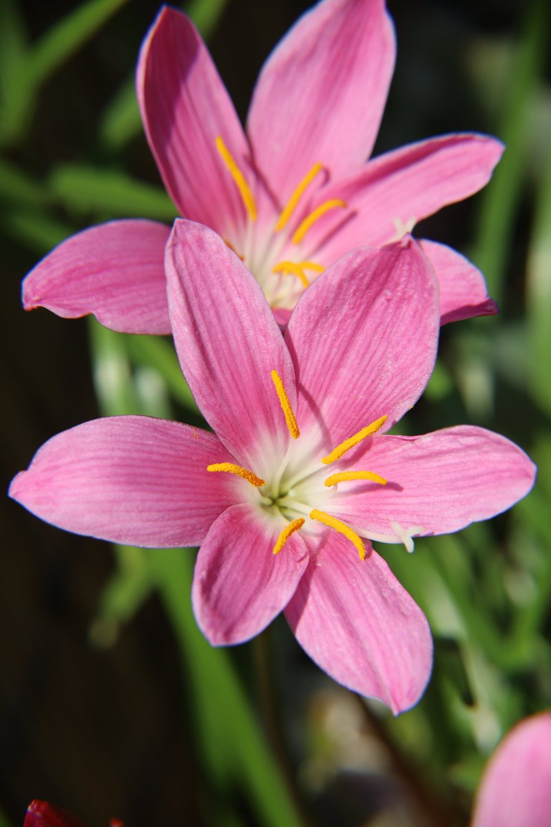 Rain lily 😊 #Photography #Flowers #Zephyranthes