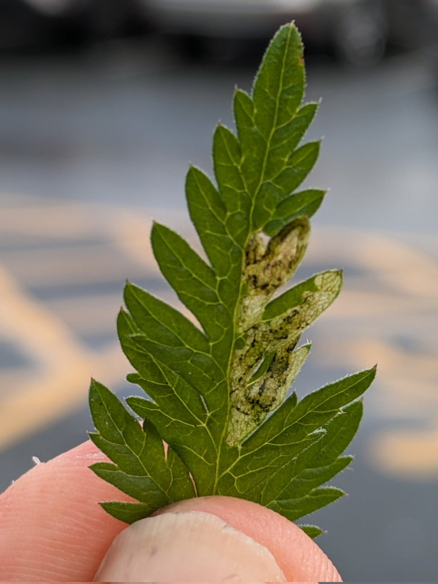 1/2 As an encouragement to have a quick look for common leafmines whenever you find yourself with a couple of spare minutes in a new place and submit records here is Phytomyza chaerophylli in Cow Parsley from Tebay services on the M6 yesterday #LeafMiners .......