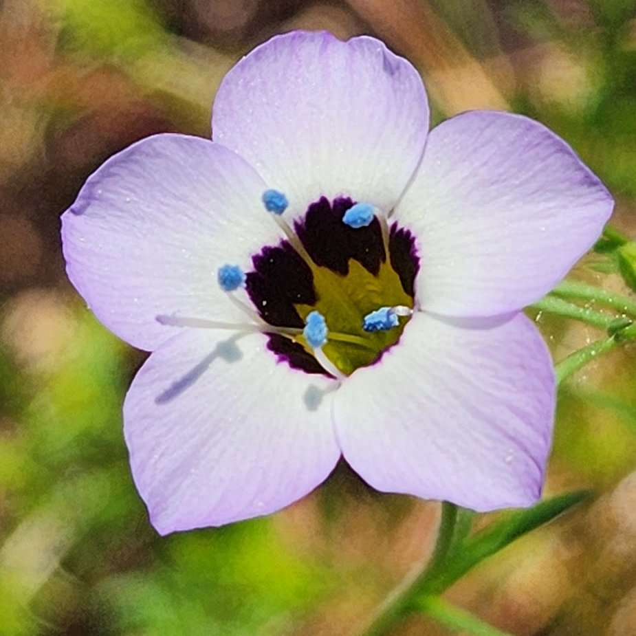 #TinyFlowerTuesday Gilia from seed💜💙