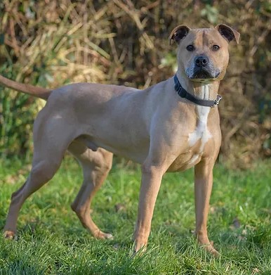 #rehomehour 
Milo 4 yr old crossbreed, he's a lovely friendly boy 
who can live with children 12+ due to his size, loves 
running after a ball and water so active home needed, 
best as only pet, more info/adopt him from 
@WWPdogs UK
