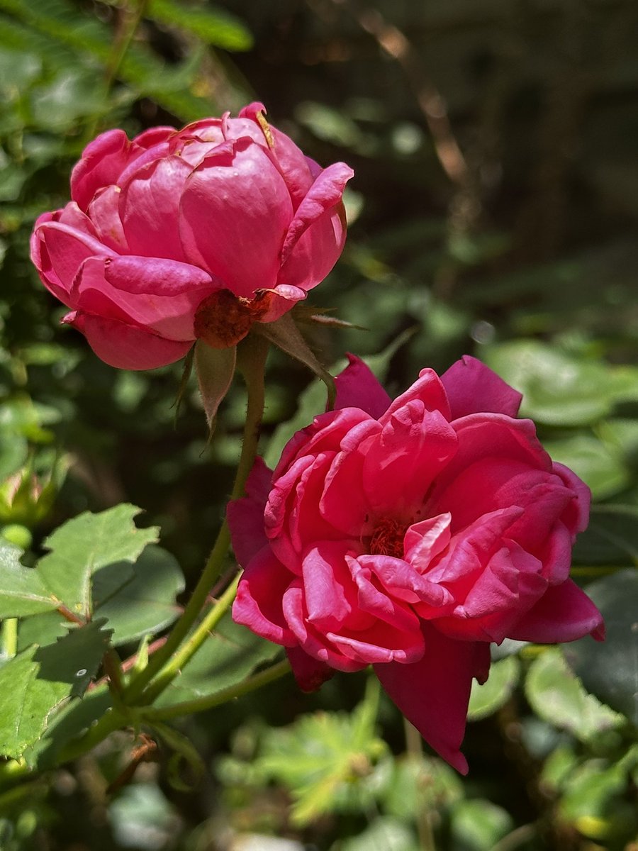 Happy twofortuesday nothings better than 2 roses.#GardeningX #FlowerOfX #RoseonX #GoodmornigX