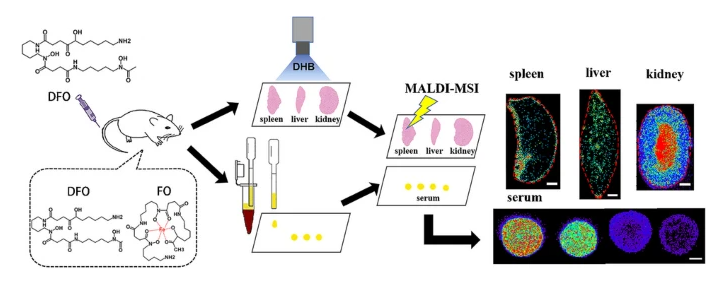 AnalBioanalChem's tweet photo. MALDI-mass #spectrometry #imaging as a new technique for detecting non-heme #iron in peripheral tissues via caudal vein injection of #deferoxamine
by Kang Han et al #HebeiNormalUniv #DFO #MALDI

https://t.co/KhmiTNGH7E https://t.co/We3V8ei6fb
